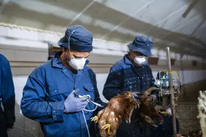 Medewerkers die kippen professioneel injecteren