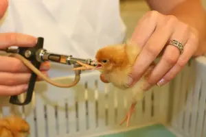 Medewerker geeft kuiken een professionele injectie
